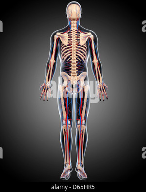 Human Skeleton System Anatomy Posterior View Stock Photo - Alamy