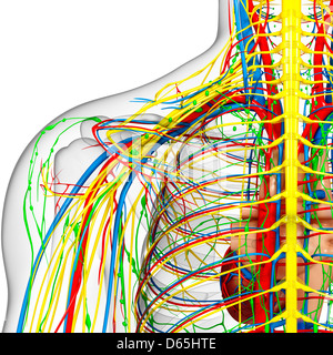 Shoulder anatomy, artwork Stock Photo
