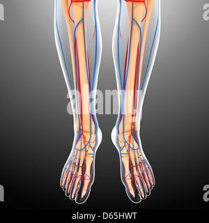 Lower body anatomy, artwork Stock Photo