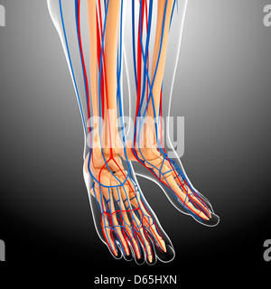 lower leg anatomy, artwork Stock Photo