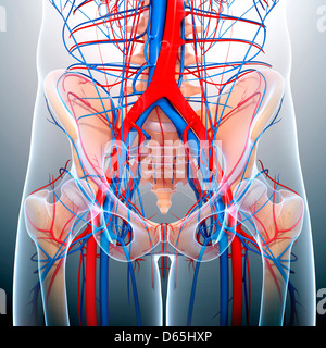 Pelvis anatomy, artwork Stock Photo