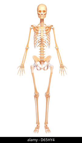 Human skeleton, artwork Stock Photo