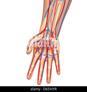 Hand anatomy, artwork Stock Photo