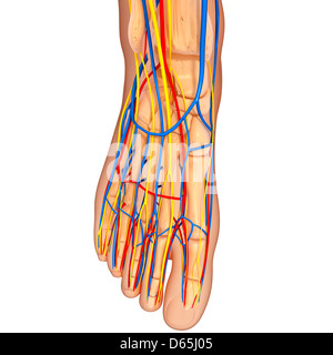 Foot anatomy, artwork Stock Photo