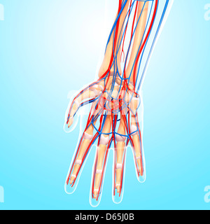 Hand anatomy, artwork Stock Photo