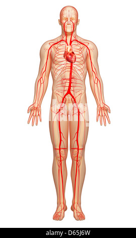 Human arteries, artwork Stock Photo