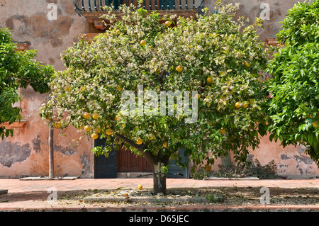 Ripe grapefruit and blossom growing together in springtime on a grapefruit tree, Sicily, Italy Stock Photo