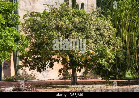 Ripe grapefruit and blossom growing together in springtime on a grapefruit tree, Sicily, Italy Stock Photo