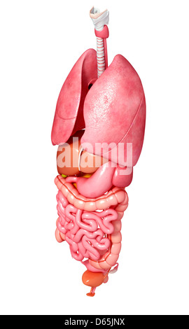 Human anatomy, artwork Stock Photo