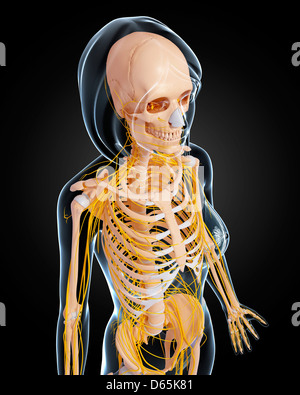 Female nervous system, artwork Stock Photo