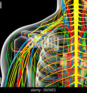 Shoulder anatomy, artwork Stock Photo