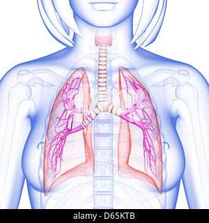 Female lungs, artwork Stock Photo