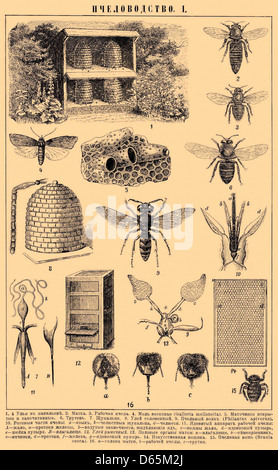 An illustration of an insect from the *Brockhaus & Efron Encyclopedic ...