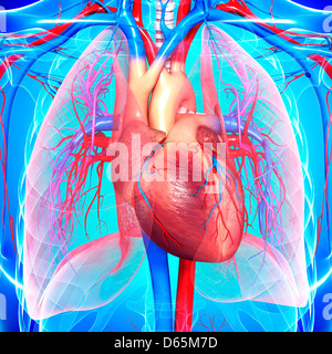 Pulmonary circulation of human heart and lung Stock Photo - Alamy