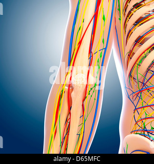 The lymph supply of the elbow Stock Photo - Alamy