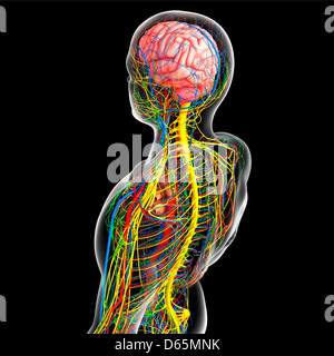 Upper body anatomy, artwork Stock Photo