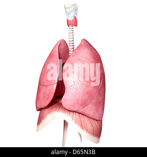 Chest anatomy, artwork Stock Photo