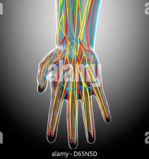 Hand anatomy, artwork Stock Photo