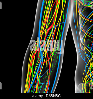ELBOW, ANATOMY Stock Photo: 48417760 - Alamy