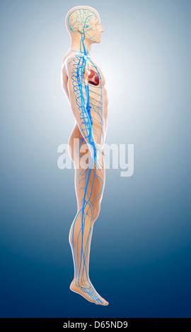 Human arteries, artwork Stock Photo