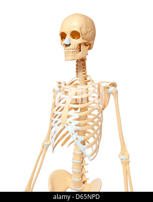 Female skeleton, artwork Stock Photo