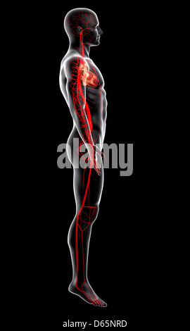 Human arteries, artwork Stock Photo