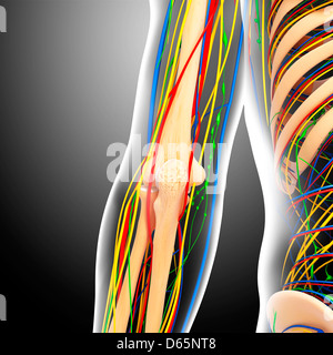 The Lymph Supply Of The Elbow Stock Photo - Alamy