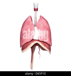 Healthy respiratory system, artwork Stock Photo