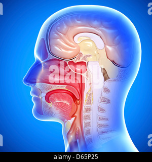 Cross section of throat Stock Photo - Alamy