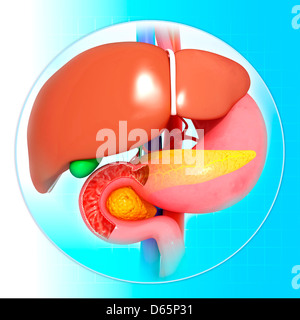 Liver, stomach and pancreas, artwork Stock Photo