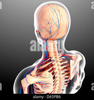 Upper body anatomy, artwork Stock Photo
