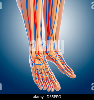 Lower leg anatomy, artwork Stock Photo