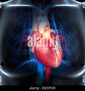 Human heart, artwork Stock Photo