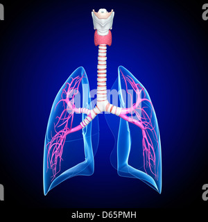 Healthy lungs, artwork Stock Photo