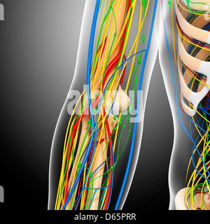 The lymph supply of the elbow Stock Photo - Alamy