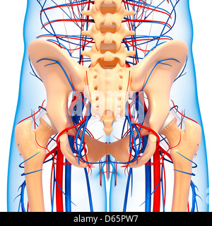 Pelvis anatomy, artwork Stock Photo