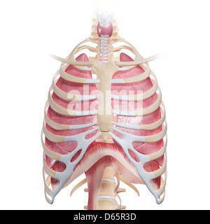 Chest anatomy, artwork Stock Photo