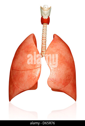 Healthy lungs, artwork Stock Photo