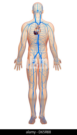 Human veins, artwork Stock Photo