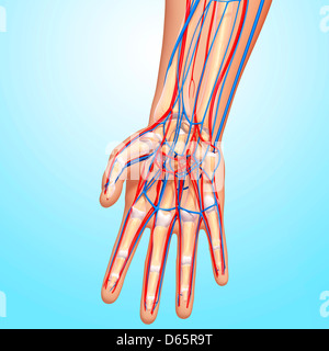 Hand anatomy, artwork Stock Photo