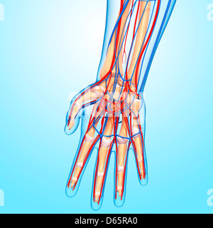 Hand anatomy, artwork Stock Photo