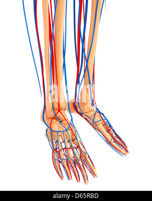 Anatomy of the Lower Leg Stock Photo - Alamy