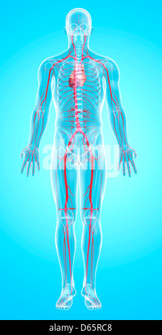 Human arteries, artwork Stock Photo