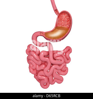 Stomach and small intestines, artwork Stock Photo