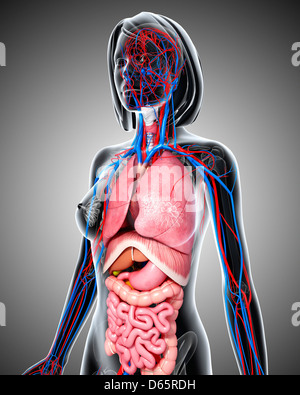 Illustration of female heart-lung system Stock Photo - Alamy