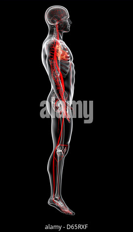 Human arteries, artwork Stock Photo