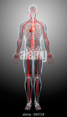 Human arteries, artwork Stock Photo