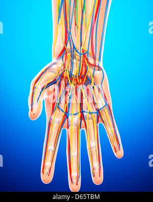 Hand anatomy, artwork Stock Photo