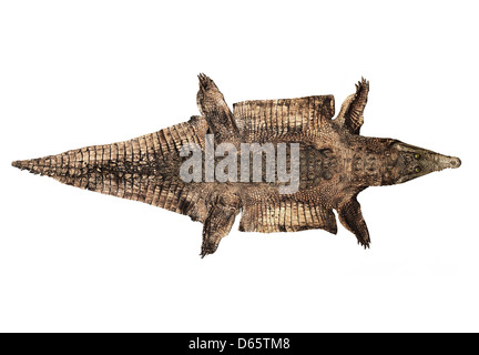 Old And Worn Alligator Skin Stock Photo