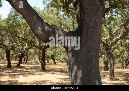 Forest of cork trees - quercus suber - Alentejo, Portugal Stock Photo